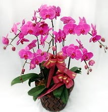 Sepet ierisinde 5 dall lila orkide  Antalya Melisa ucuz iek gnder 