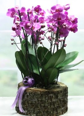 Ktk ierisinde 6 dall mor orkide  Antalya Melisa ucuz iek gnder 