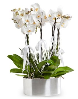 Be dall metal saksda beyaz orkide  Antalya Melisa iek yolla 