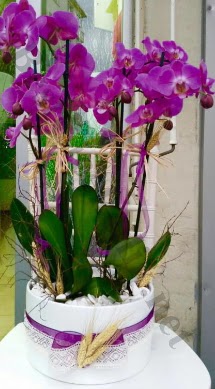 Seramik vazoda 4 dall mor lila orkide  Antalya Melisa online iek gnderme sipari 