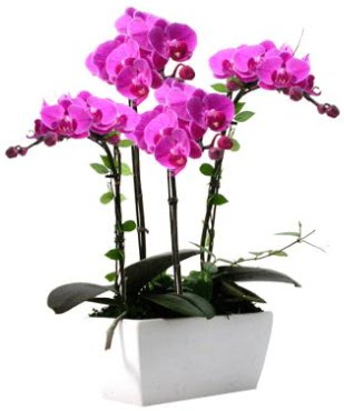 Seramik vazo ierisinde 4 dall mor orkide  Antalya Melisa iek sat 