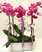 Beyaz seramik ierisinde 4 dall orkide  Antalya Melisa ucuz iek gnder 