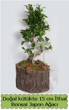 Doal ktkte thal bonsai japon aac  Antalya Melisa iek gnderme 
