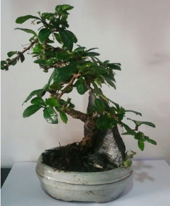S eklinde ithal bonsai aac  Antalya Melisa iek yolla 
