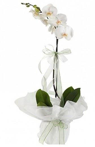 Tekli Beyaz Orkide  Antalya Melisa hediye iek yolla 