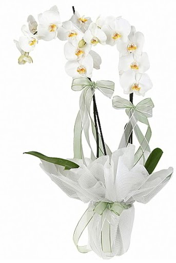 ift Dall Beyaz Orkide  Antalya Melisa anneler gn iek yolla 