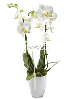 2 dall beyaz seramik beyaz orkide sakss  Antalya Melisa iek gnderme sitemiz gvenlidir 