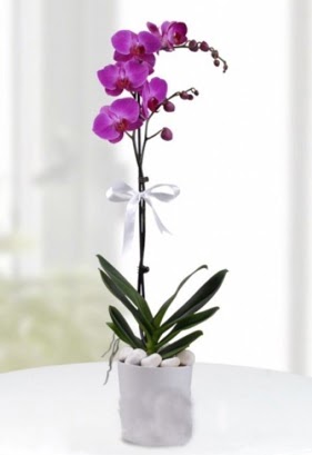 Tek dall saksda mor orkide iei  Antalya Melisa iekiler 