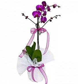 Tek dall saksda ithal mor orkide iei  Antalya Melisa iekiler 
