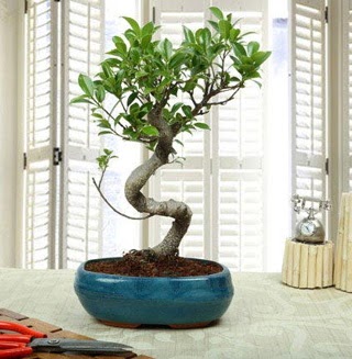 Amazing Bonsai Ficus S thal  Antalya Melisa internetten iek siparii 