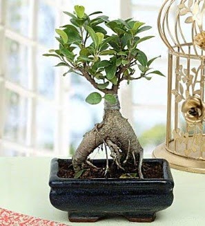 Appealing Ficus Ginseng Bonsai  Antalya Melisa anneler gn iek yolla 