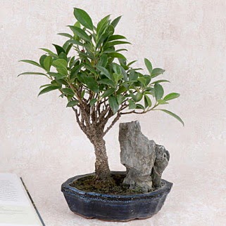Japon aac Evergreen Ficus Bonsai  Antalya Melisa iek gnderme sitemiz gvenlidir 