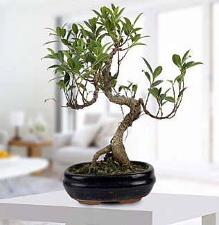 Gorgeous Ficus S shaped japon bonsai  Antalya Melisa yurtii ve yurtd iek siparii 