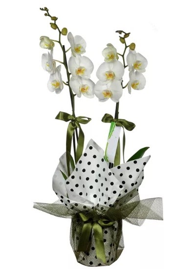ift Dall Beyaz Orkide  Antalya Melisa 14 ubat sevgililer gn iek 
