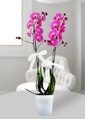 ift dall mor orkide  Antalya Melisa iekiler 