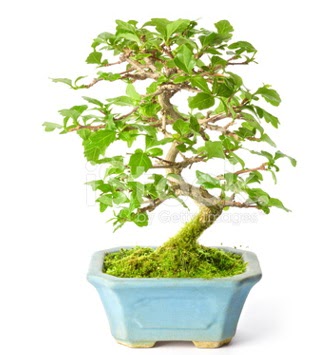 S zerkova bonsai ksa sreliine  Antalya Melisa Melisa nternetten iek siparii 