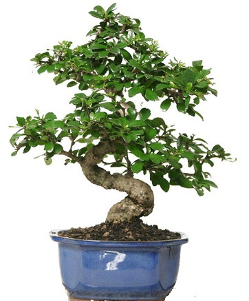 21 ile 25 cm aras zel S bonsai japon aac  Antalya Melisa ieki telefonlar 