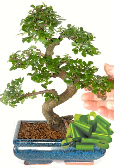 Yaklak 25 cm boyutlarnda S bonsai  Antalya Melisa iek siparii sitesi 