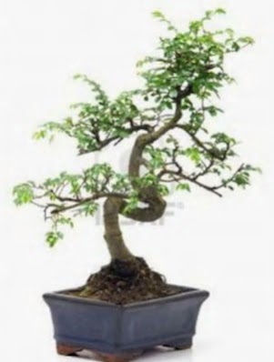 S gvde bonsai minyatr aa japon aac  Antalya Melisa iek sat 