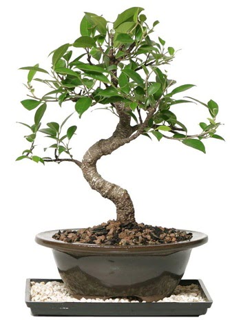 Altn kalite Ficus S bonsai  Antalya Melisa ieki telefonlar  Sper Kalite