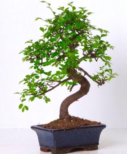 S gvdeli bonsai minyatr aa japon aac  Antalya Melisa iek gnderme sitemiz gvenlidir 