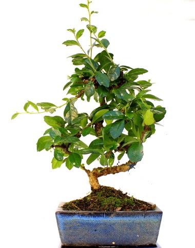 S gvdeli carmina bonsai aac  Antalya Melisa iek yolla  Minyatr aa