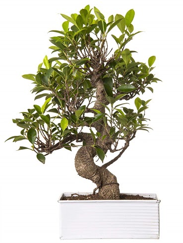 Exotic Green S Gvde 6 Year Ficus Bonsai  Antalya Melisa iek gnderme sitemiz gvenlidir 