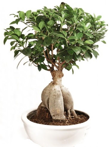 Ginseng bonsai japon aac ficus ginseng  Antalya Melisa Melisa nternetten iek siparii 