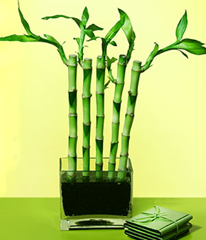  Antalya Melisa 14 ubat sevgililer gn iek  Good Harmony Lucky Bamboo