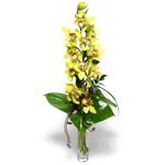  Antalya Melisa Melisa nternetten iek siparii  cam vazo ierisinde tek dal canli orkide