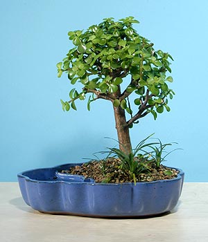 ithal bonsai saksi iegi  Antalya Melisa iekiler 