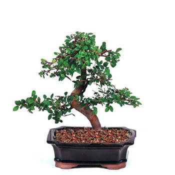 ithal bonsai saksi iegi  Antalya Melisa iek siparii vermek 