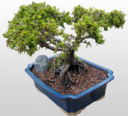 ithal bonsai saksi iegi  Antalya Melisa ieki maazas 