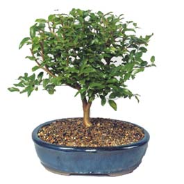  Antalya Melisa ieki maazas  ithal bonsai saksi iegi  Antalya Melisa online ieki , iek siparii 