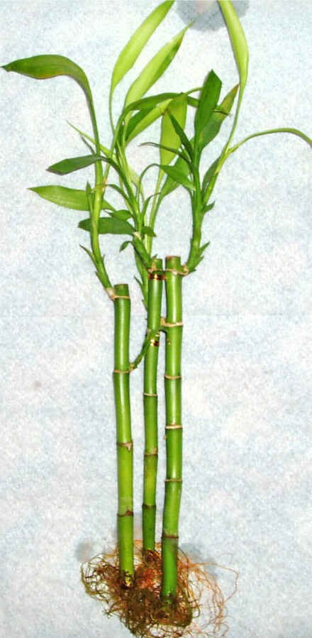 Lucky Bamboo 3 adet vazo hediye edilir   Antalya Melisa cicek , cicekci 