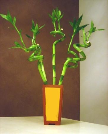 Lucky Bamboo 5 adet vazo ierisinde  Antalya Melisa internetten iek sat 
