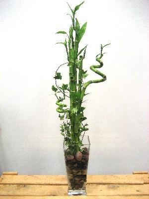 Lucky Bamboo sans melegi iegi  Antalya Melisa cicek , cicekci 