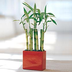 Lucky Bamboo sans melegi iegi  Antalya Melisa yurtii ve yurtd iek siparii 