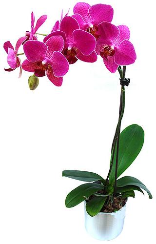  Antalya Melisa ieki maazas  saksi orkide iegi