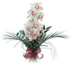  Antalya Melisa iek siparii sitesi  Dal orkide ithal iyi kalite