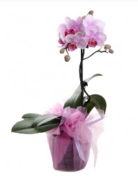 1 dal pembe orkide saksı çiçeği  Antalya Melisa kaliteli taze ve ucuz çiçekler 