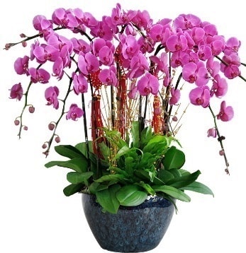 9 dallı mor orkide  Antalya Melisa 14 şubat sevgililer günü çiçek 