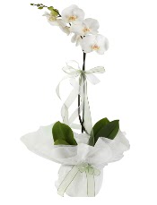 1 dal beyaz orkide iei  Antalya Melisa iek siparii vermek 