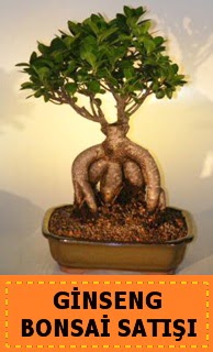 Ginseng bonsai sat japon aac  Antalya Melisa cicek , cicekci 