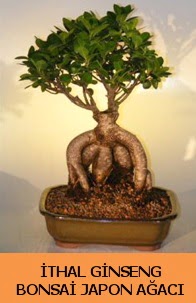 İthal japon ağacı ginseng bonsai satışı  Antalya Melisa Melisa İnternetten çiçek siparişi 