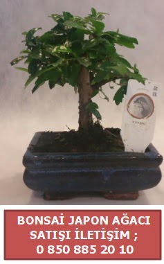 Japon ağacı minyaür bonsai satışı  Antalya Melisa çiçek satışı 