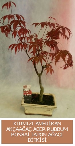 Amerikan akçaağaç Acer Rubrum bonsai  Antalya Melisa uluslararası çiçek gönderme 