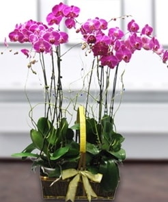 7 dall mor lila orkide  Antalya Melisa iek gnderme sitemiz gvenlidir 
