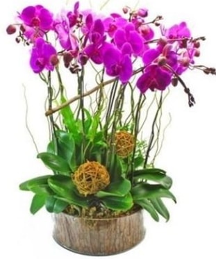 Ahap ktkte lila mor orkide 8 li  Antalya Melisa internetten iek sat 