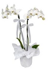 2 dall beyaz orkide  Antalya Melisa gvenli kaliteli hzl iek 
